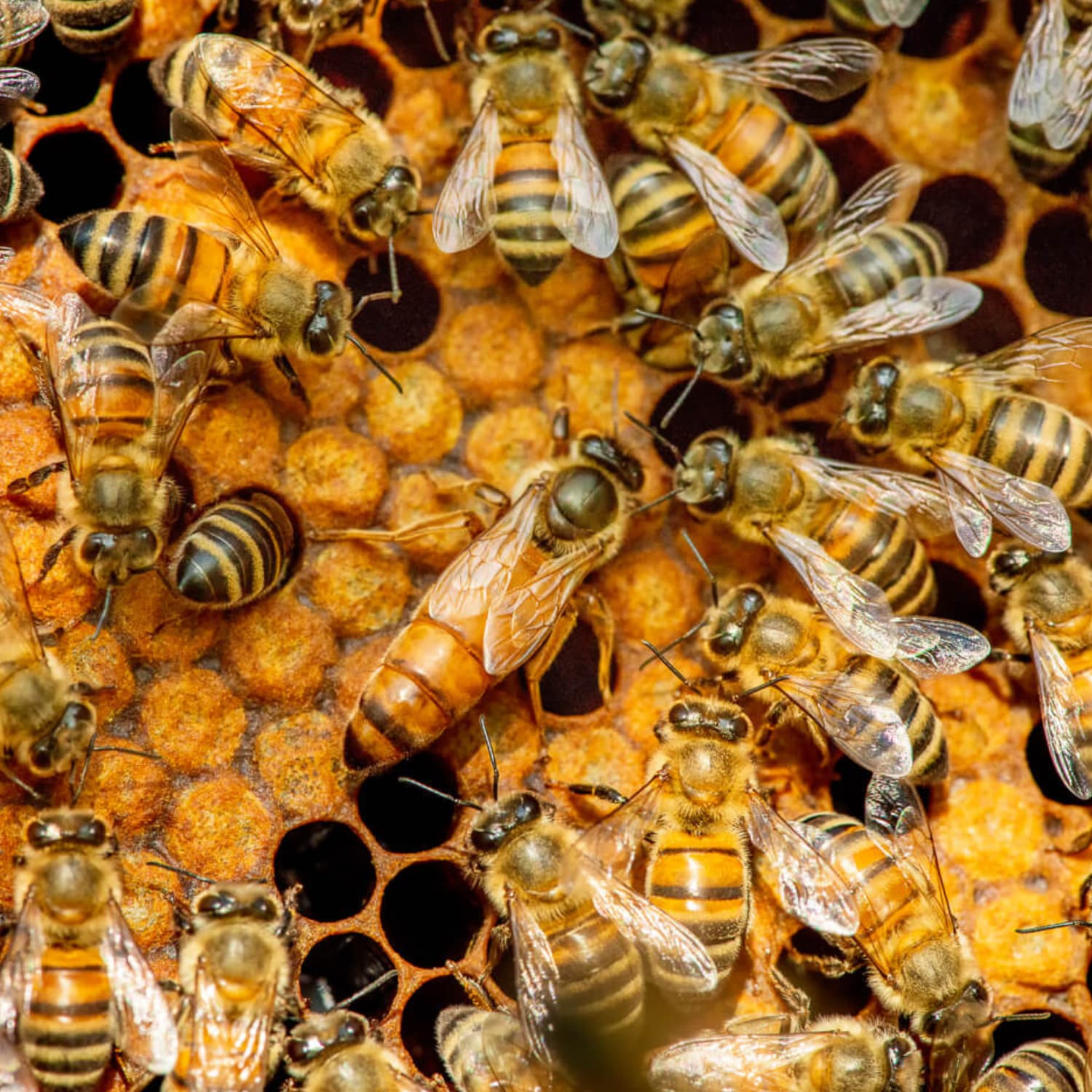 Manuka Honey and the Gut-Immune Axis