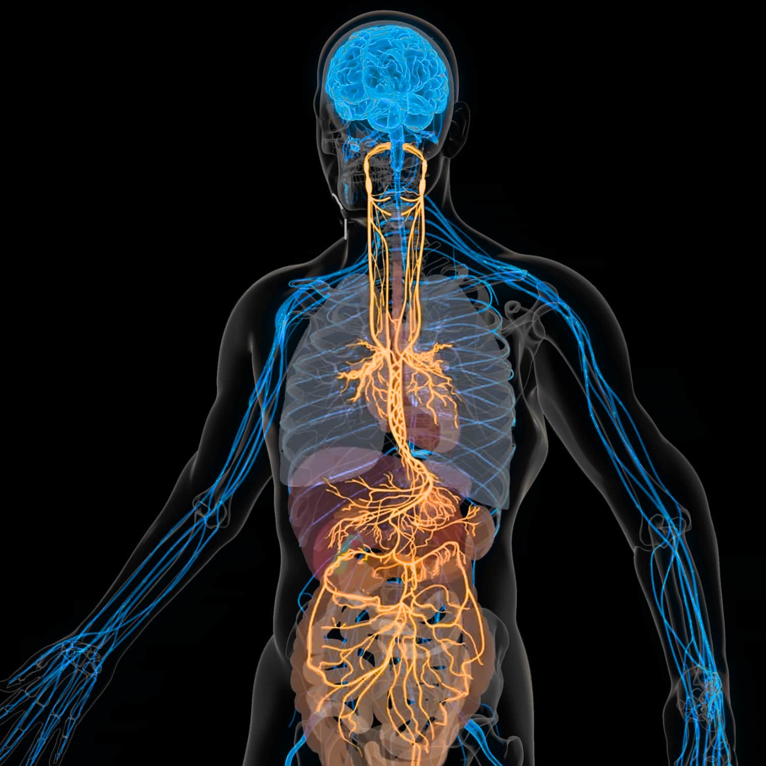 80% of Vagus Nerve Signals Run From Gut to Brain