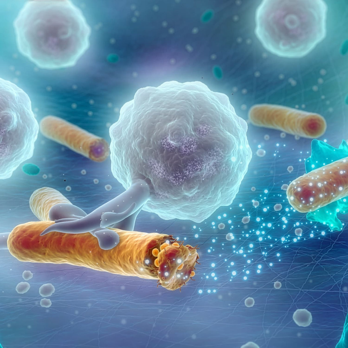 How Cellular Health Influences Longevity as You Age